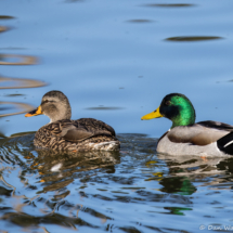 Mallards-01