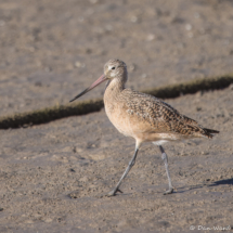 Marbled Godwit-01