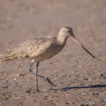 Marbled Godwit-03