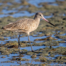 Marbled Godwit-06