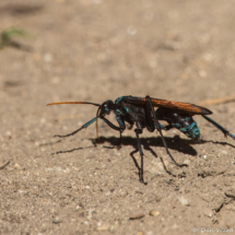 Milde's Tarantula-hawk Wasp-02