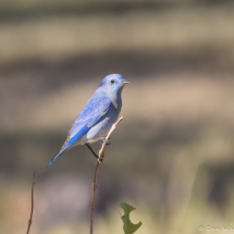 Mountain Bluebird-03