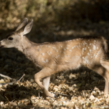 Mule Deer-04