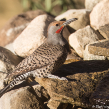 Northern Flicker-10