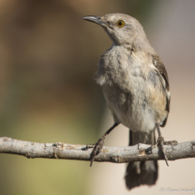 Northern Mockingbird-04