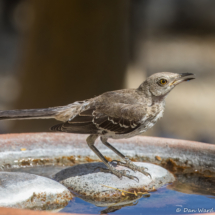 Northern Mockingbird-13