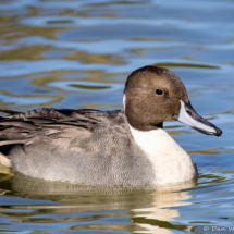 Northern Pintail-02