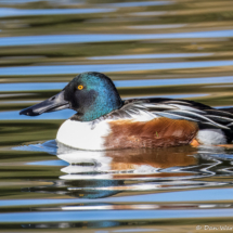 Northern Shoveler-01