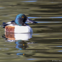 Northern Shoveler-02