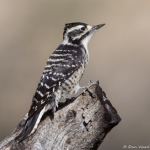 Nuttall's Wodpecker-Female-03