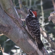 Nuttall's Woodpecker-03