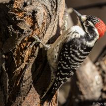 Nuttall's Woodpecker-Male-13