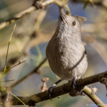 Oak Titmouse-01