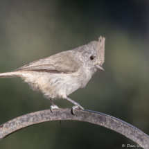 Oak Titmouse-10