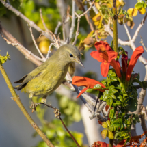Orange-crowned Warbler-01