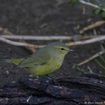 Orange-crowned Warbler-07