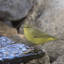 Orange-crowned Warbler-15