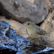 Painted Bunting-Immature-10