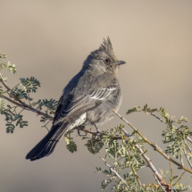 Phainopepla-Female-01