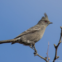 Phainopepla-Female-17