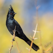 Phainopepla-Male-21