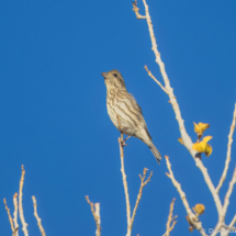 Purple Finch-03