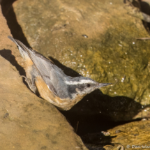 Red-breasted Nuthatch-02