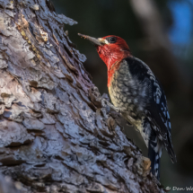 Red-brested Sapsucker-04