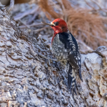 Red-brested Sapsucker-08