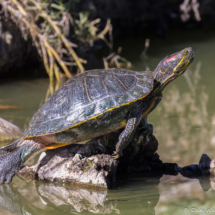 Red-eared Slider-01