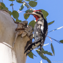 Red-naped Sapsucker-21