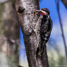 Red-naped Sapsucker-29