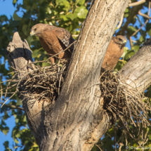 Red-shouldered Hawk-21