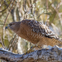 Red-shouldered Hawk-38