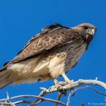 Red-tailed Hawk-04