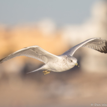 Ring-billed Gull-03
