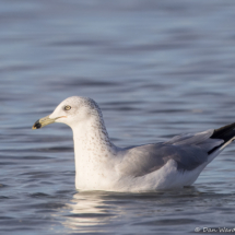 Ring-billed Gull-17