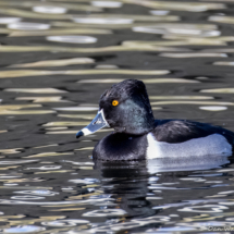 Ring-necked Duck-02