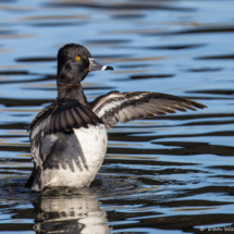 Ring-necked Duck-07