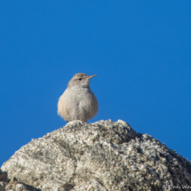 Rock Wren-01