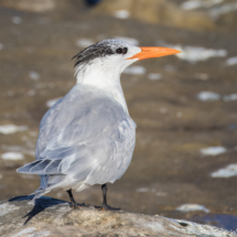 Royal Tern-02