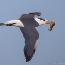 Royal Tern-04