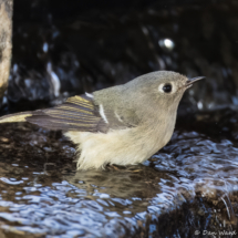 Ruby-crowned Kinglet-04