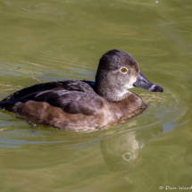 Ruddy Duck-04