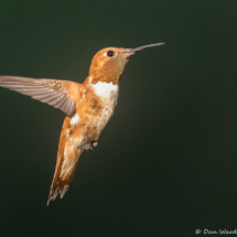 Rufous Hummingbird-05