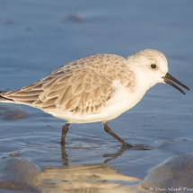Sanderling-04