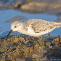 Sanderling-12