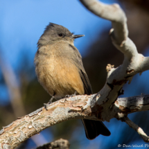Say's Phoebe-09