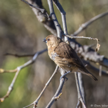 Scaly-breasted Munia-01