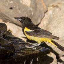 Scott's Oriole-Male-13